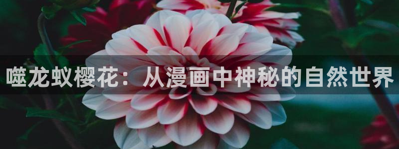 斛珠夫人电视剧樱花视频